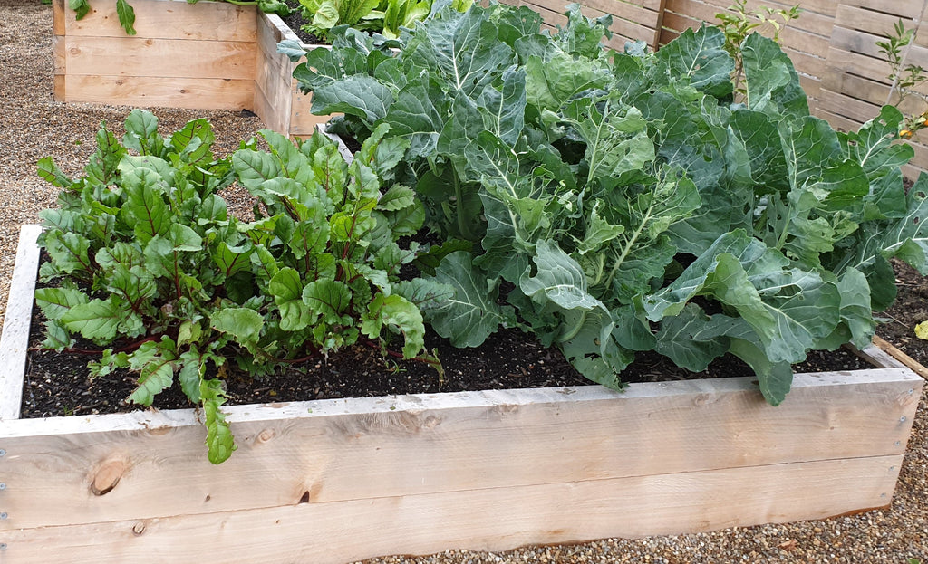 Macrocarpa Sleepers 2100 x 200 x 50mm